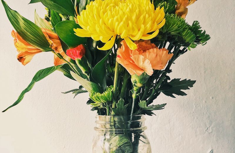 Siete plantas rituales y cómo cuidarlas en casa