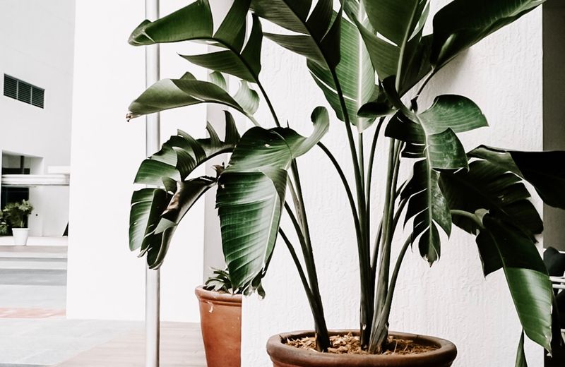 Balcones que respiran: especies para poco sol