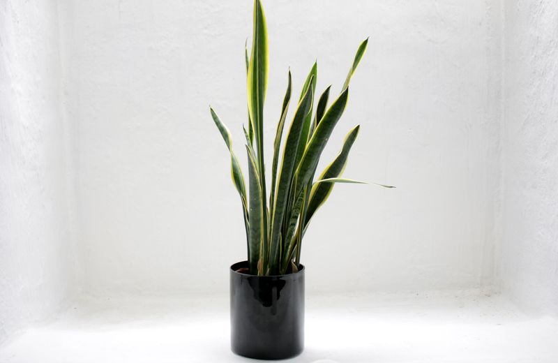 Orquídeas y anturios: lujo verde para principiantes