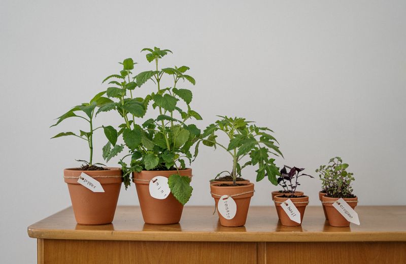 Hierbas que puedes cultivar en tu cocina todo el año