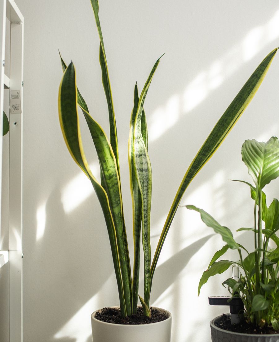 Plantas de interior